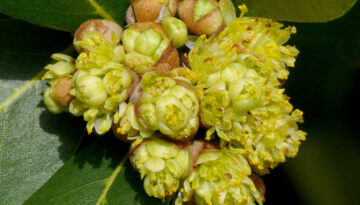 Laurier Noble - Laurus nobilis