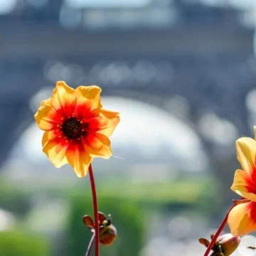 Dahlias orangésDahlias orangés devant la Tour Eiffel, atelier découverte en aromathérapie énergétique organisé à Paris 6e
