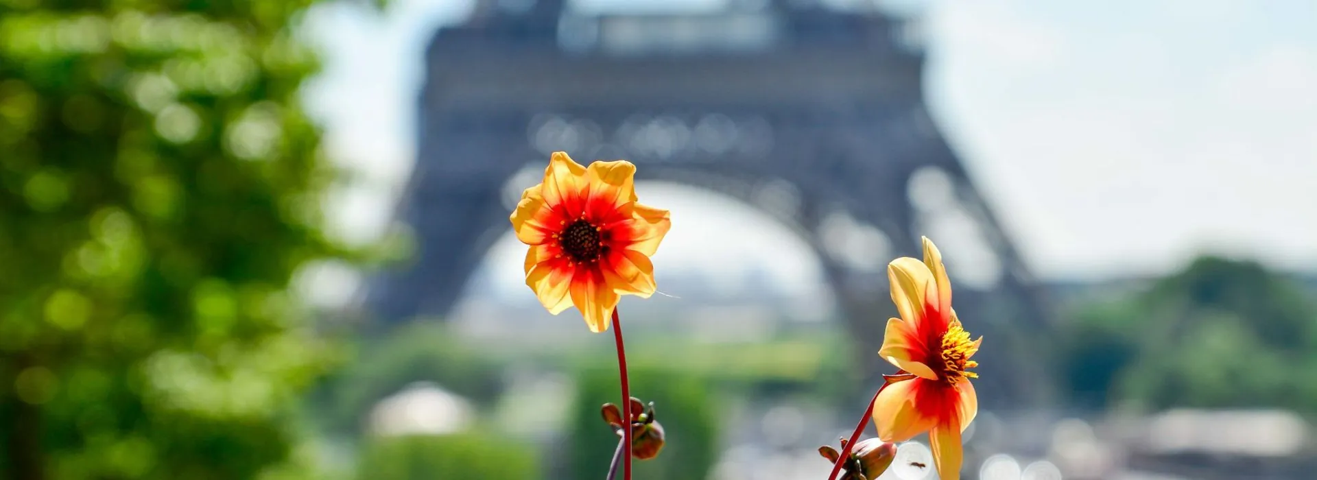 Dahlias orangésDahlias orangés devant la Tour Eiffel, atelier découverte en aromathérapie énergétique organisé à Paris 6e
